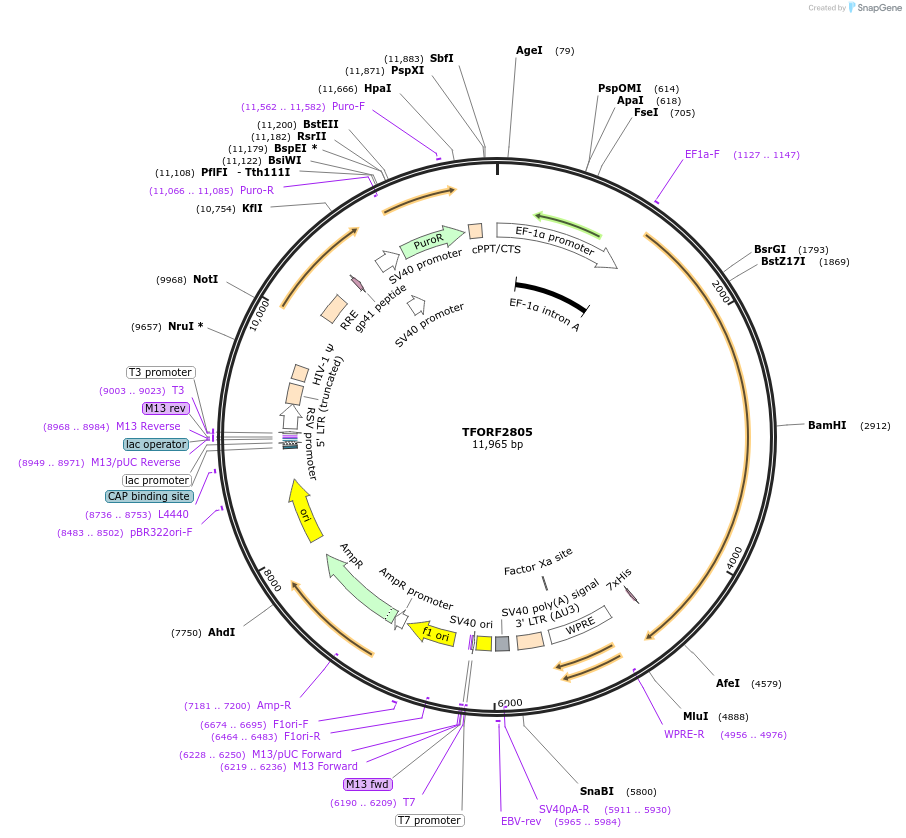 144241-plasmid-map-sequence-id-353779