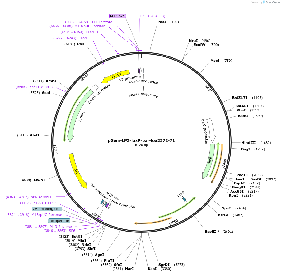168786-plasmid-map-sequence-id-353782