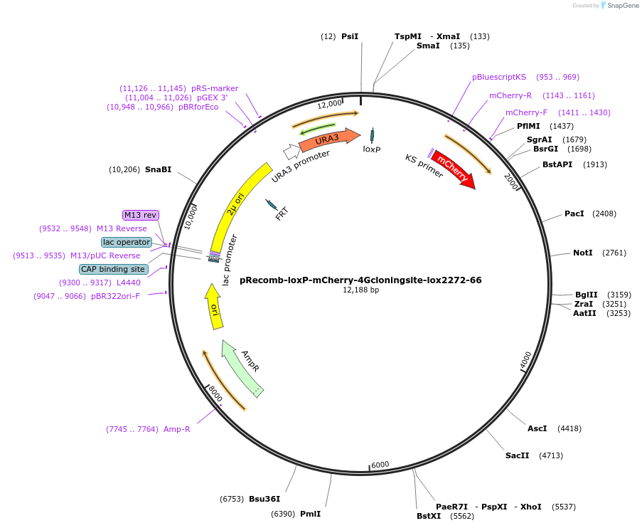 168787-plasmid-map-sequence-id-353783