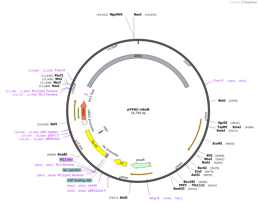 168975-plasmid-map-sequence-id-353786
