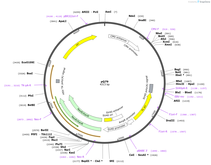 175064-plasmid-map-sequence-id-353796