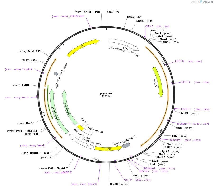 175061-plasmid-map-sequence-id-353797
