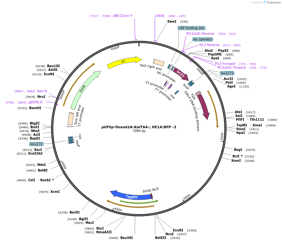 180012-plasmid-map-sequence-id-353835