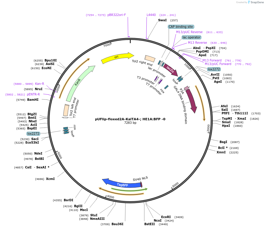 180010-plasmid-map-sequence-id-353840