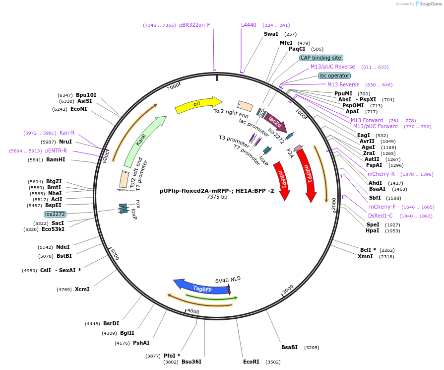 180009-plasmid-map-sequence-id-353847