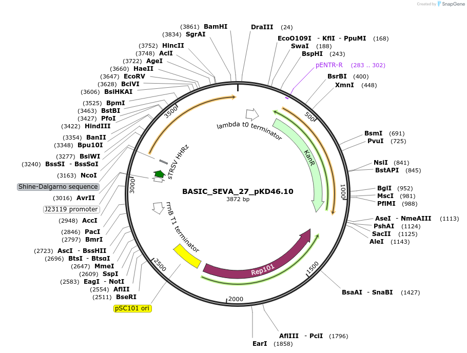 178922-plasmid-map-sequence-id-353853