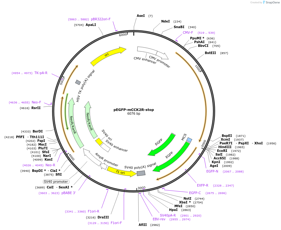 179321-plasmid-map-sequence-id-353874