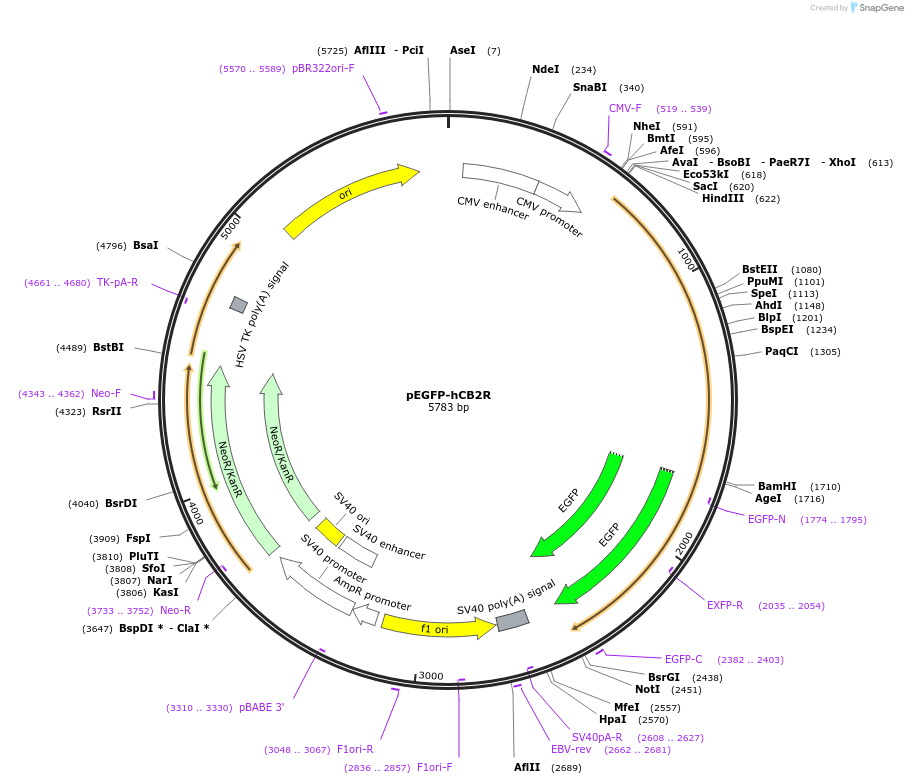 179322-plasmid-map-sequence-id-353877