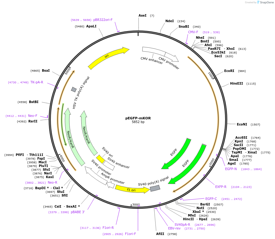 179285-plasmid-map-sequence-id-353881