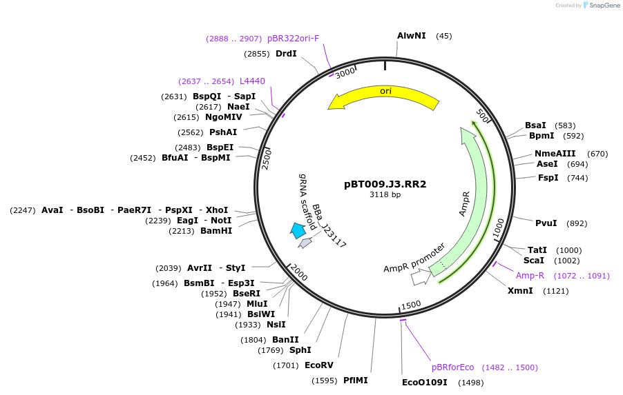 177326-plasmid-map-sequence-id-353896