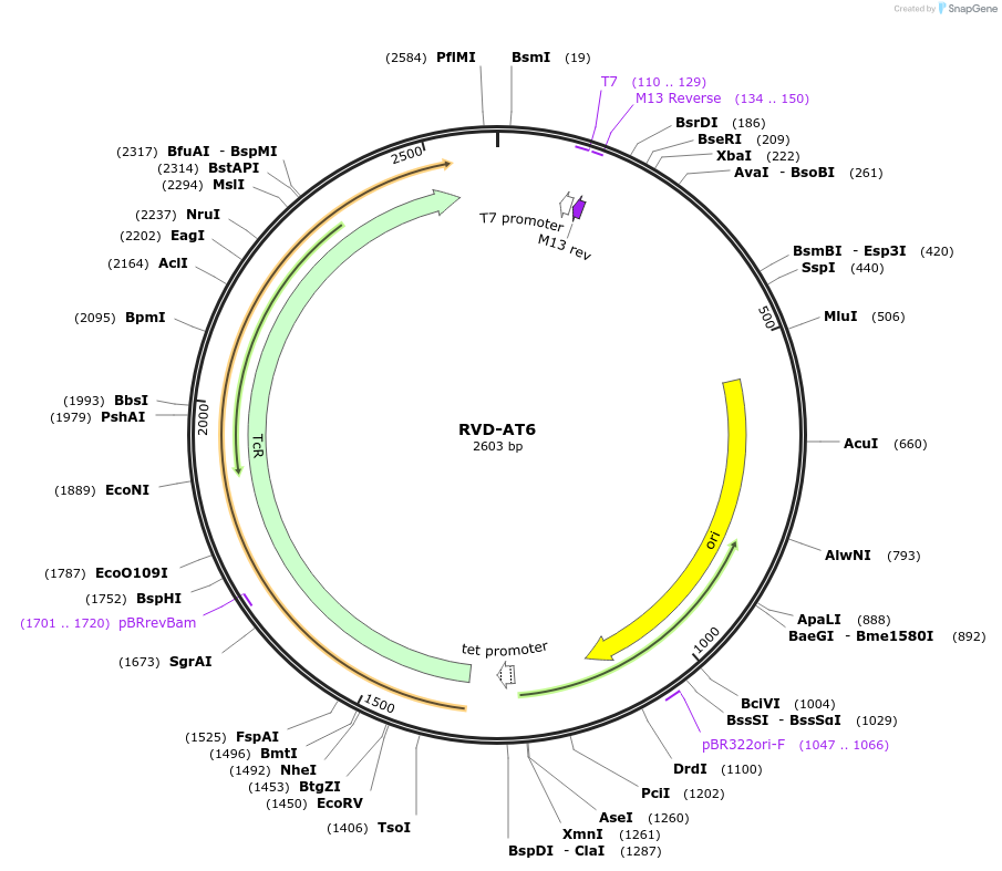 173277-plasmid-map-sequence-id-353899