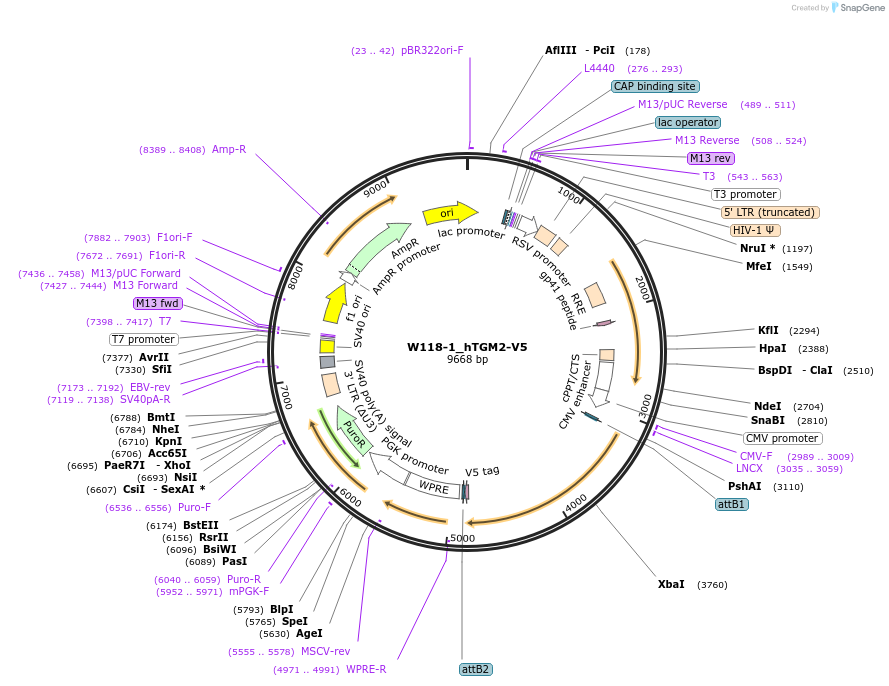 180413-plasmid-map-sequence-id-353902