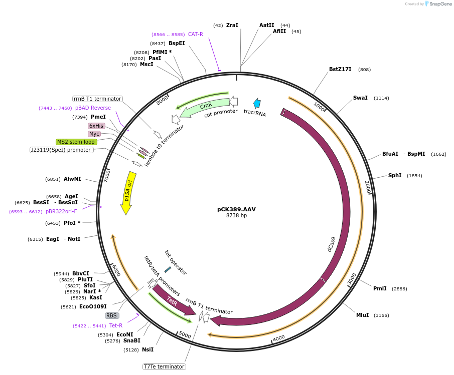 177327-plasmid-map-sequence-id-353906