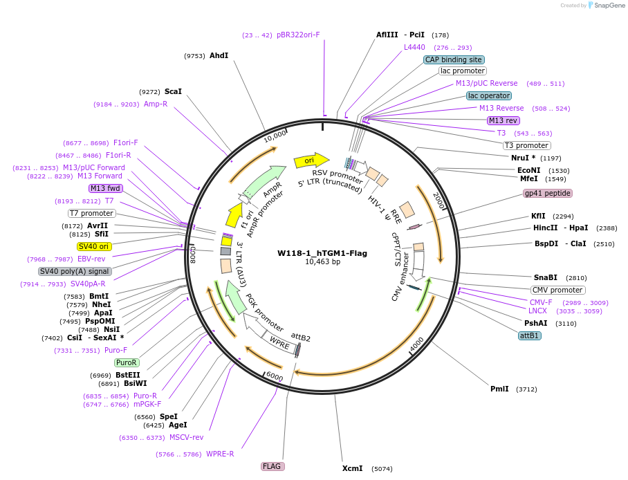 180406-plasmid-map-sequence-id-353912