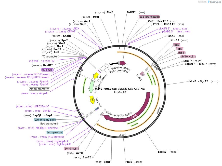 181753-plasmid-map-sequence-id-353934