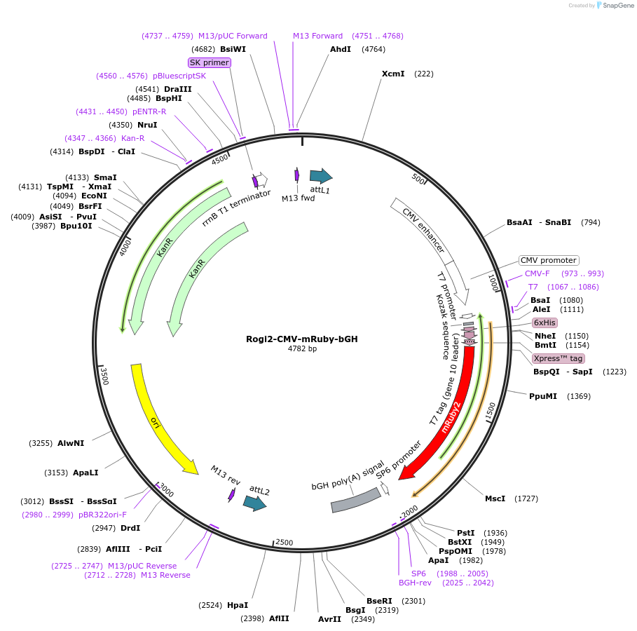179861-plasmid-map-sequence-id-353941