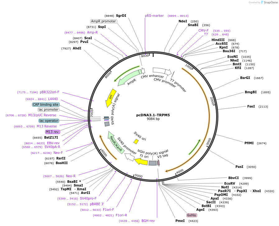 85189-plasmid-map-sequence-id-353942