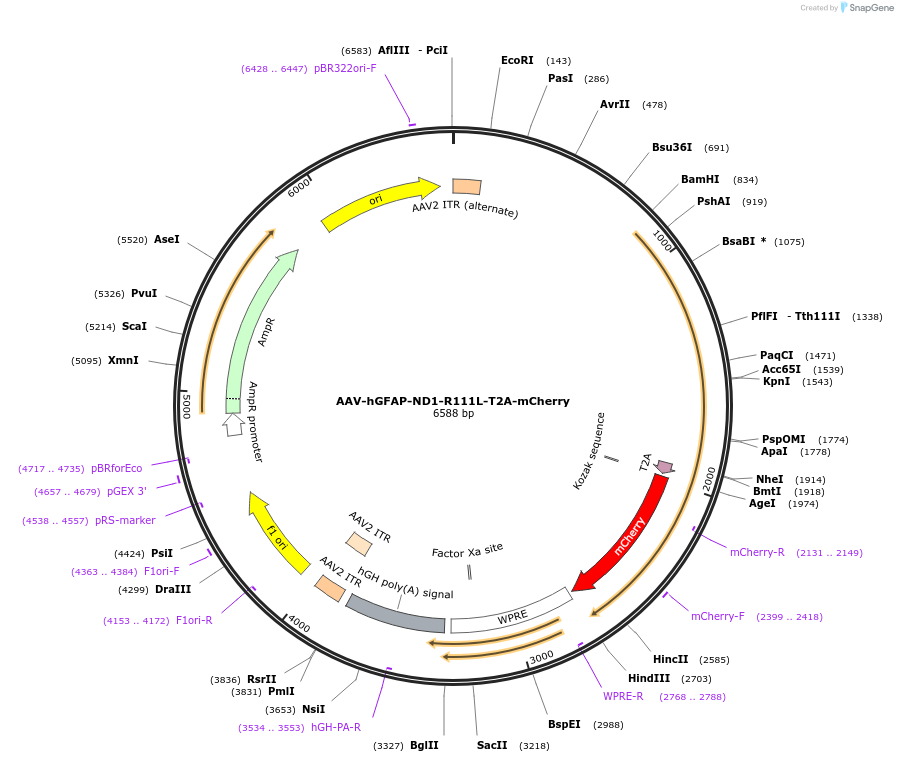 178586-plasmid-map-sequence-id-353986