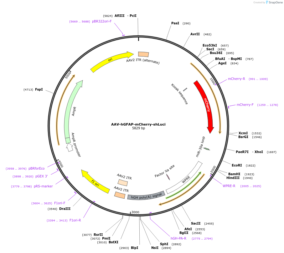 178588-plasmid-map-sequence-id-353988