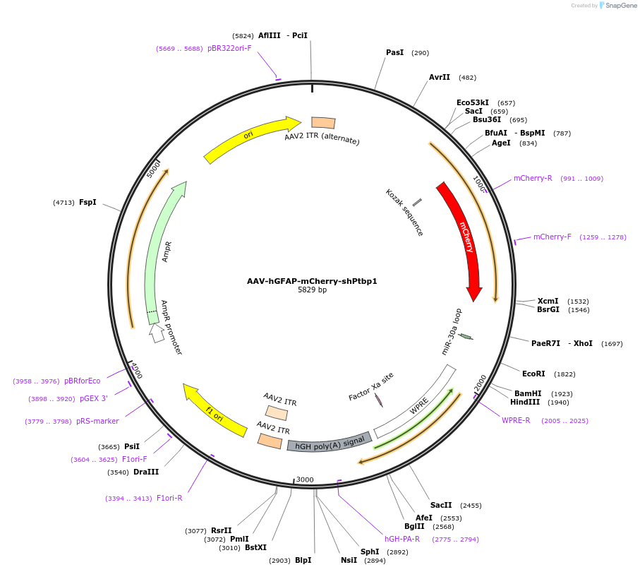 178589-plasmid-map-sequence-id-353989