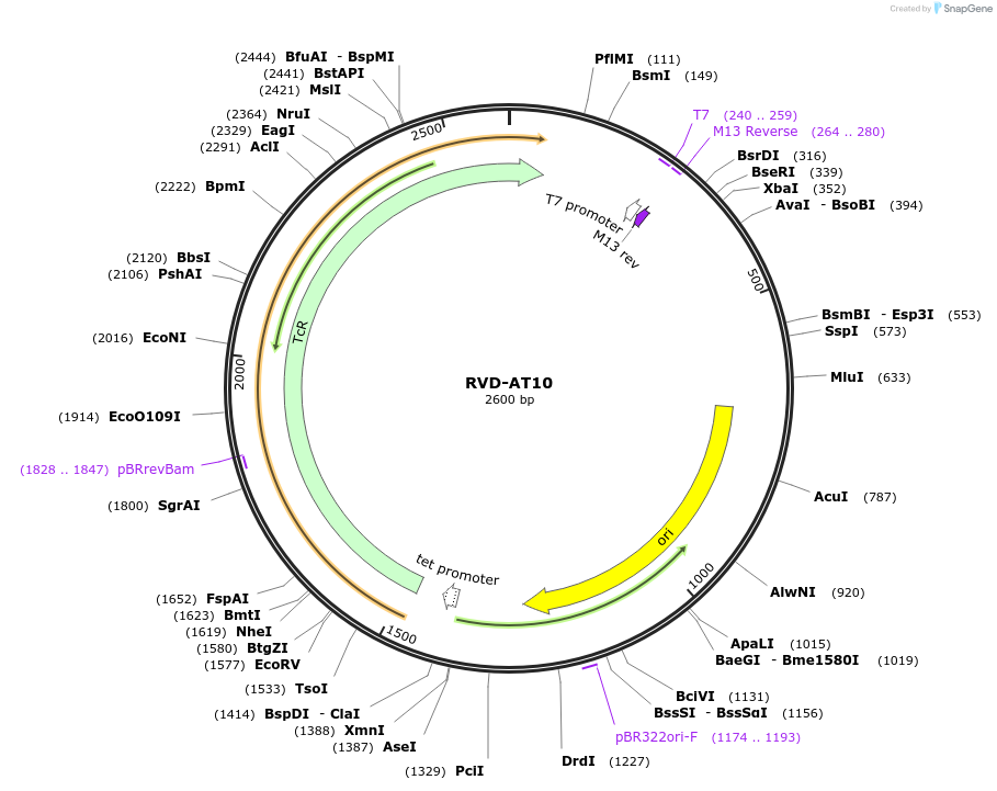 173281-plasmid-map-sequence-id-353995