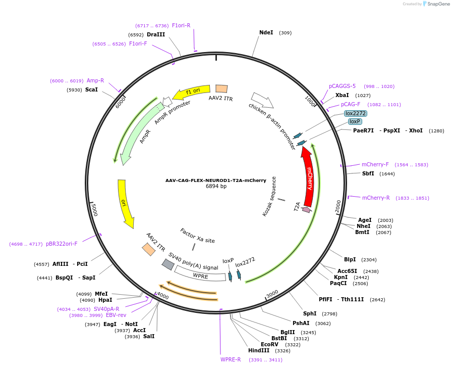 178584-plasmid-map-sequence-id-354020