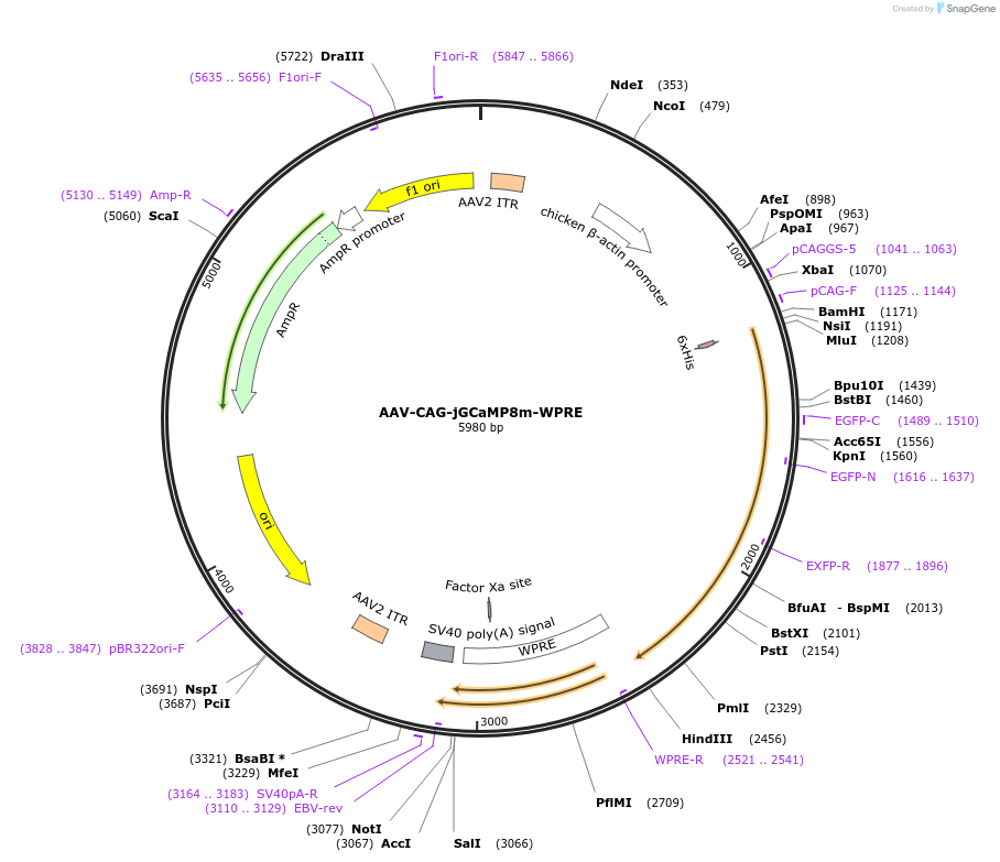 179255-plasmid-map-sequence-id-354032