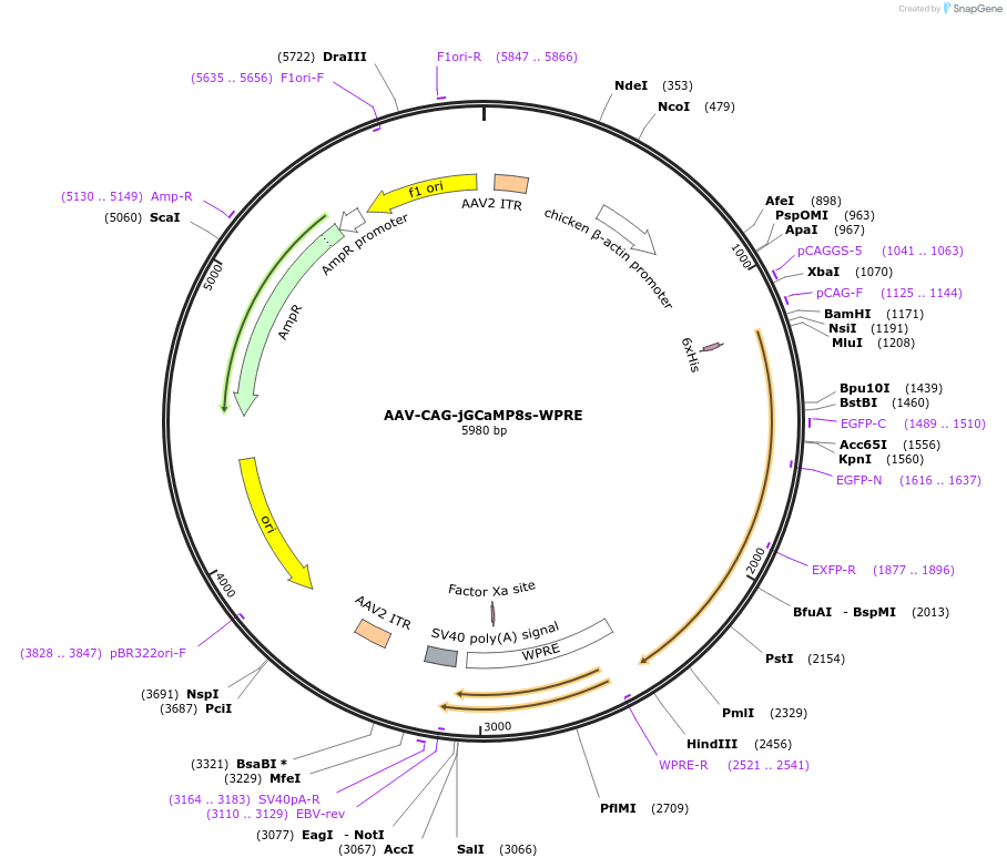 179256-plasmid-map-sequence-id-354036