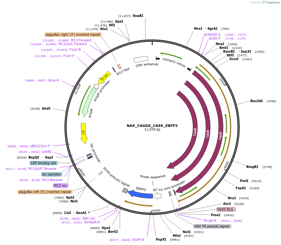 167857-plasmid-map-sequence-id-354038