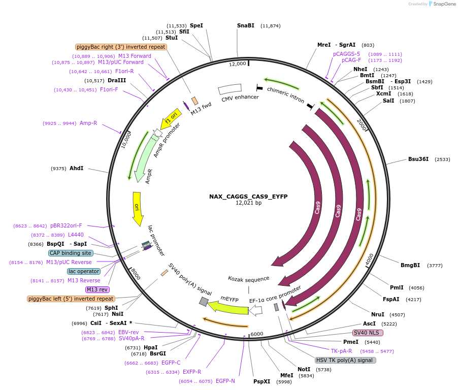 167858-plasmid-map-sequence-id-354041