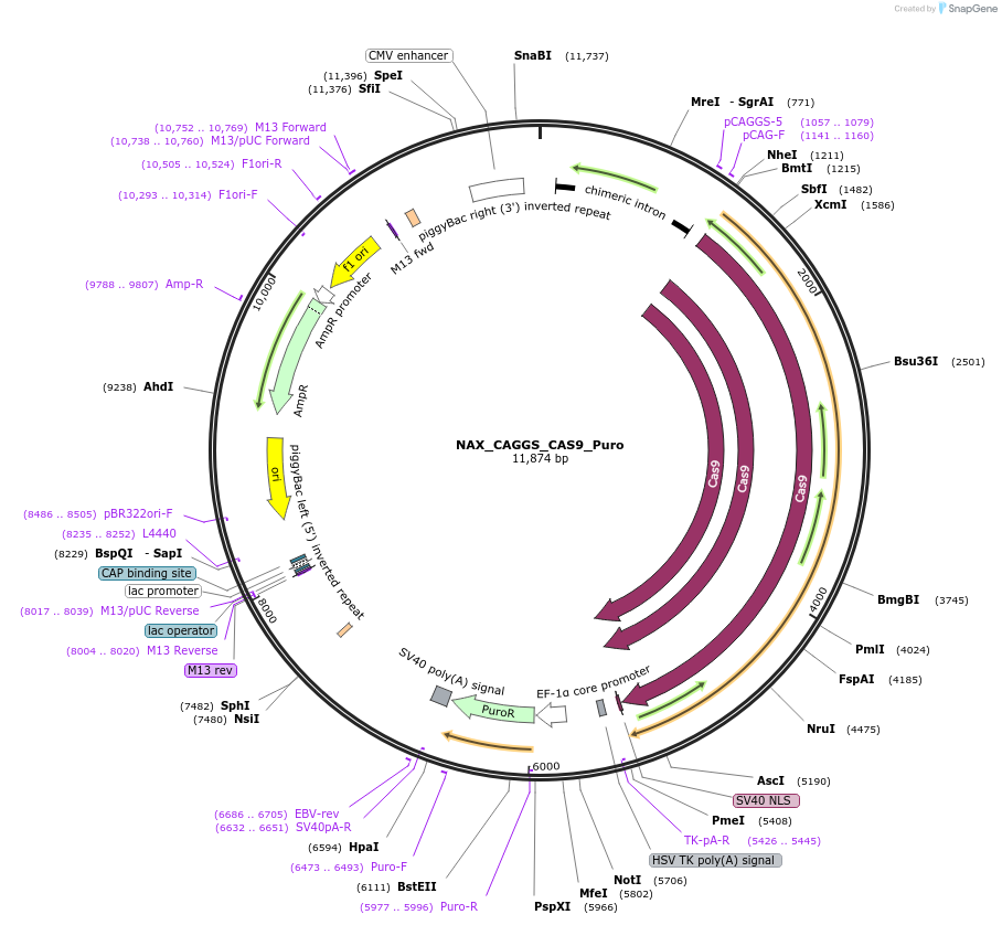 167863-plasmid-map-sequence-id-354047
