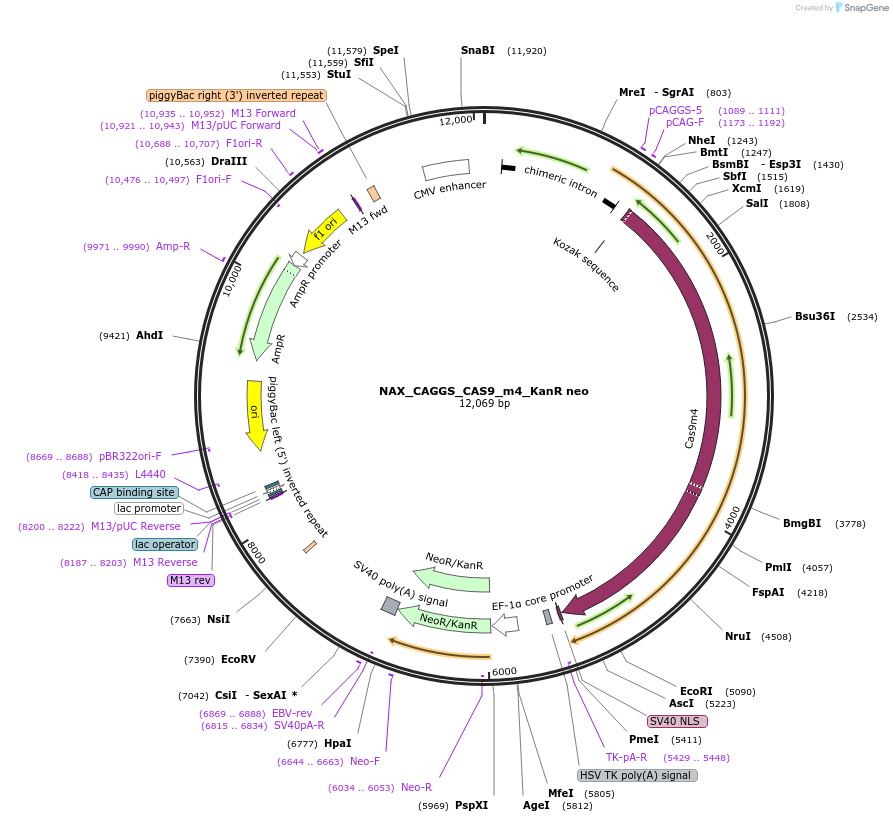 167869-plasmid-map-sequence-id-354067