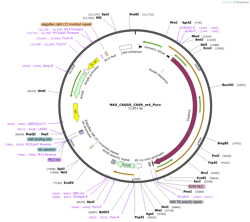 167871-plasmid-map-sequence-id-354070