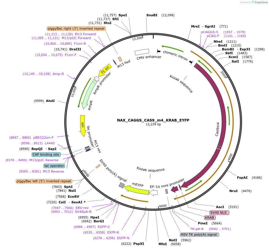167874-plasmid-map-sequence-id-354084