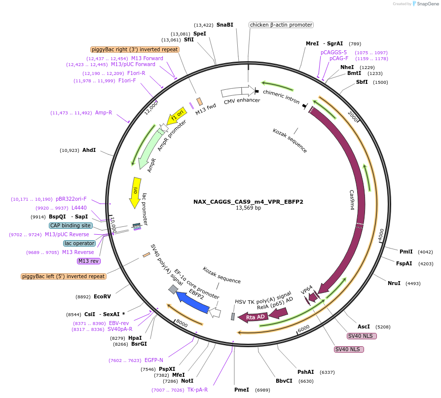 167881-plasmid-map-sequence-id-354092
