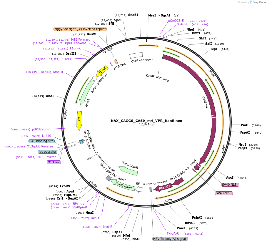 167885-plasmid-map-sequence-id-354096