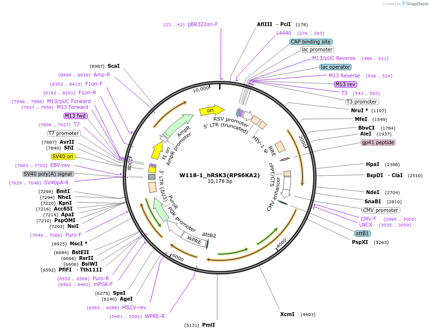 180384-plasmid-map-sequence-id-354098