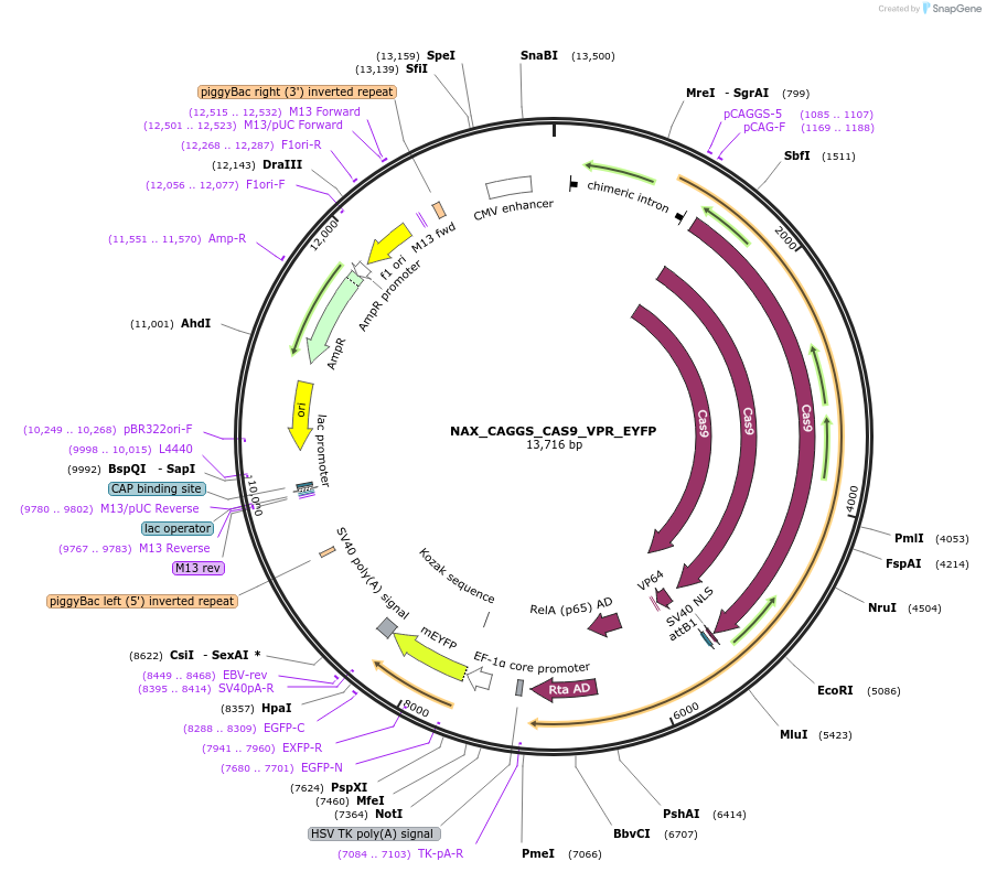 167890-plasmid-map-sequence-id-354102