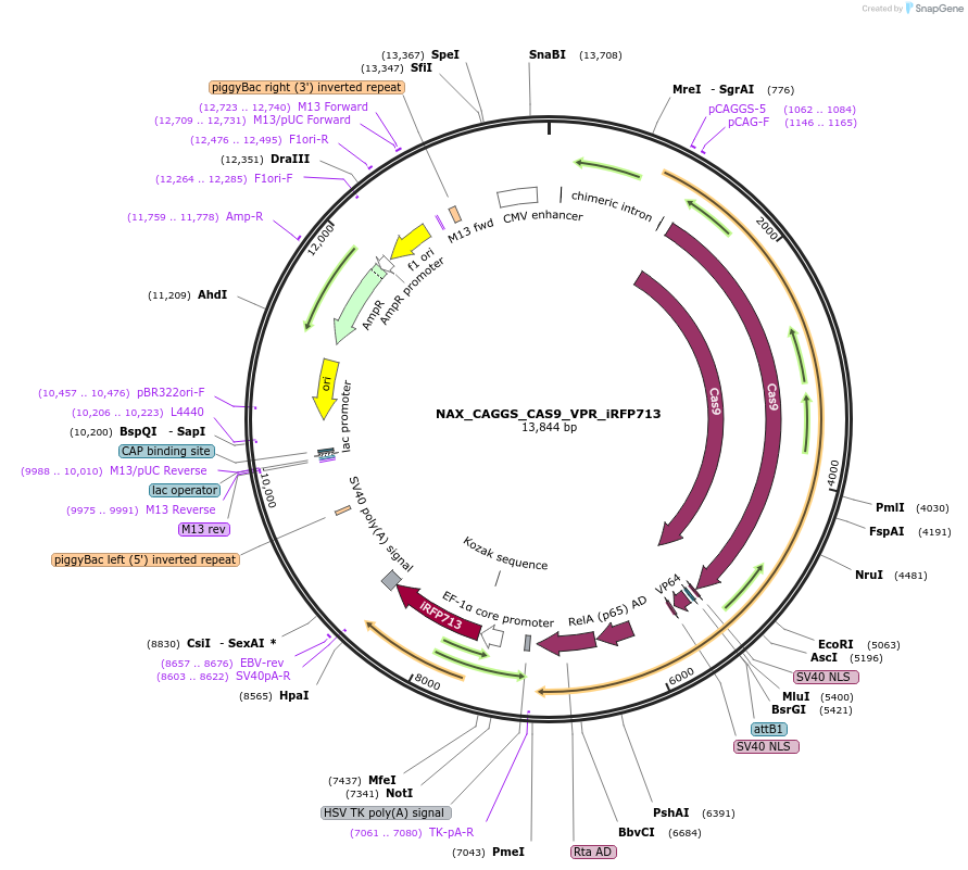 167892-plasmid-map-sequence-id-354105