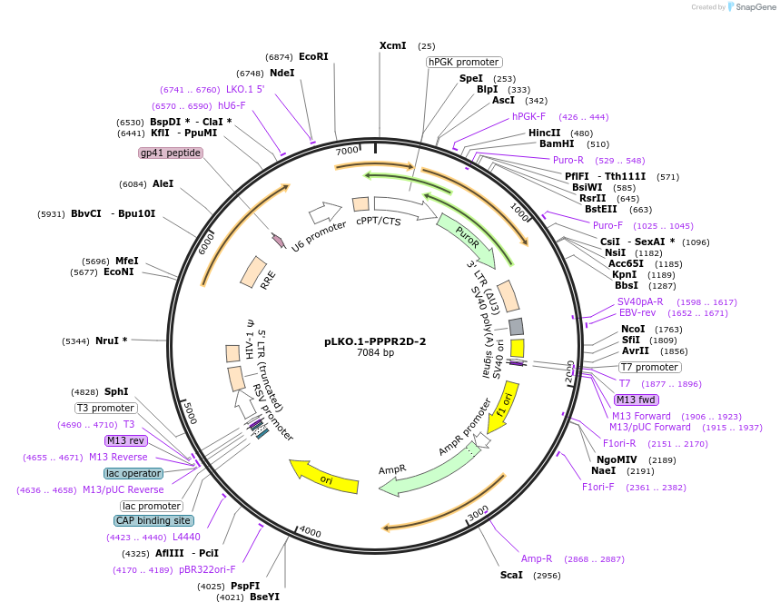 179355-plasmid-map-sequence-id-354106