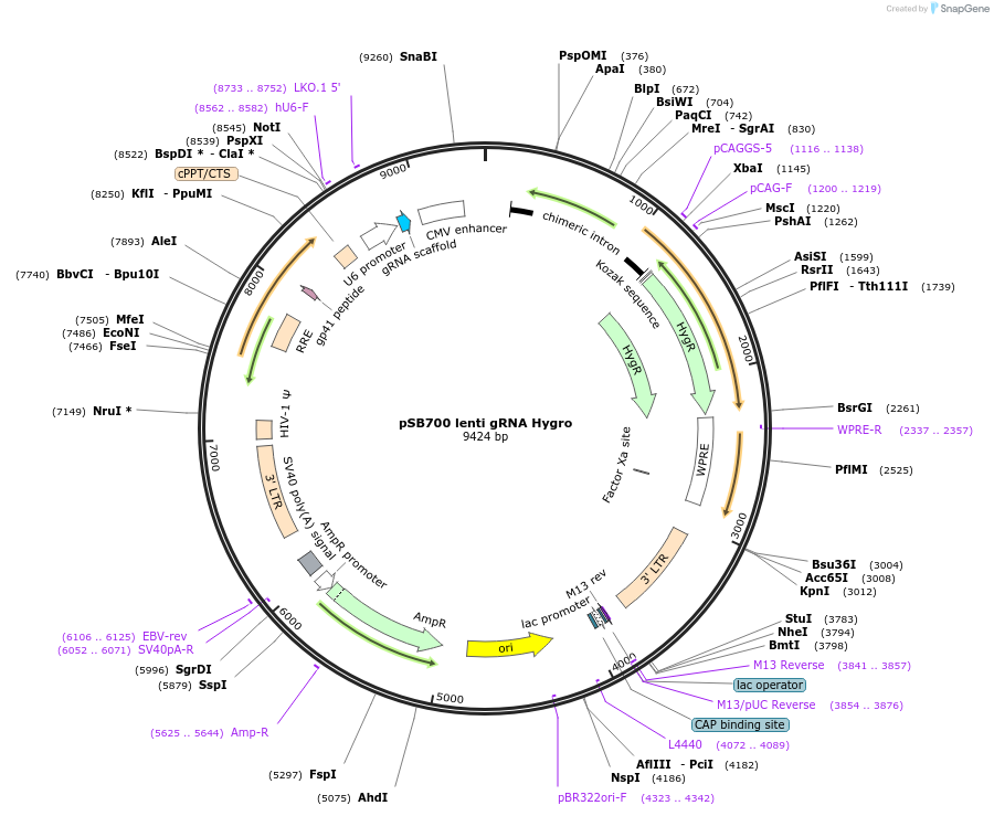 167907-plasmid-map-sequence-id-354117