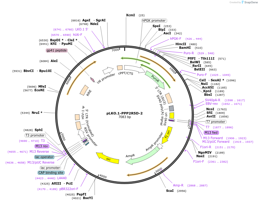 179371-plasmid-map-sequence-id-354120