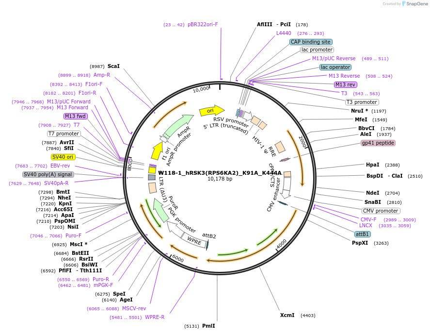 180385-plasmid-map-sequence-id-354130