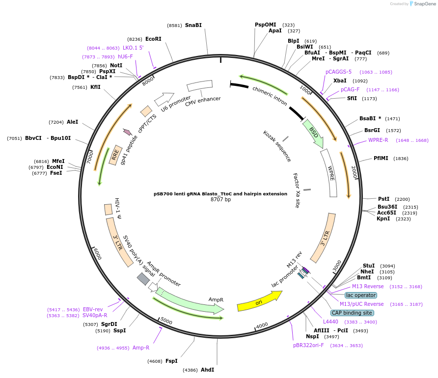 167920-plasmid-map-sequence-id-354133