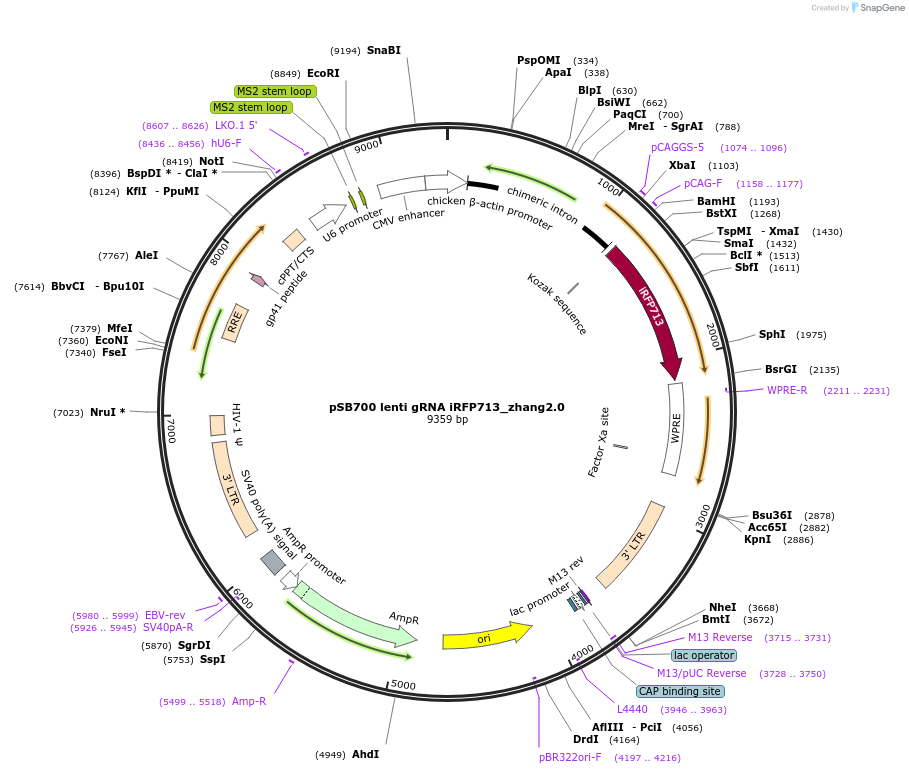 167916-plasmid-map-sequence-id-354137