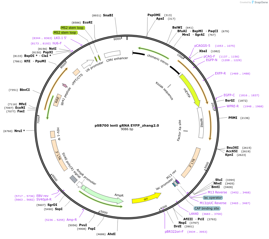 167914-plasmid-map-sequence-id-354138