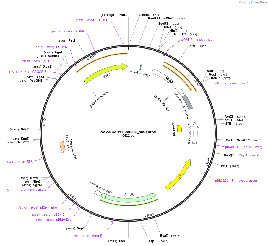 180386-plasmid-map-sequence-id-354139