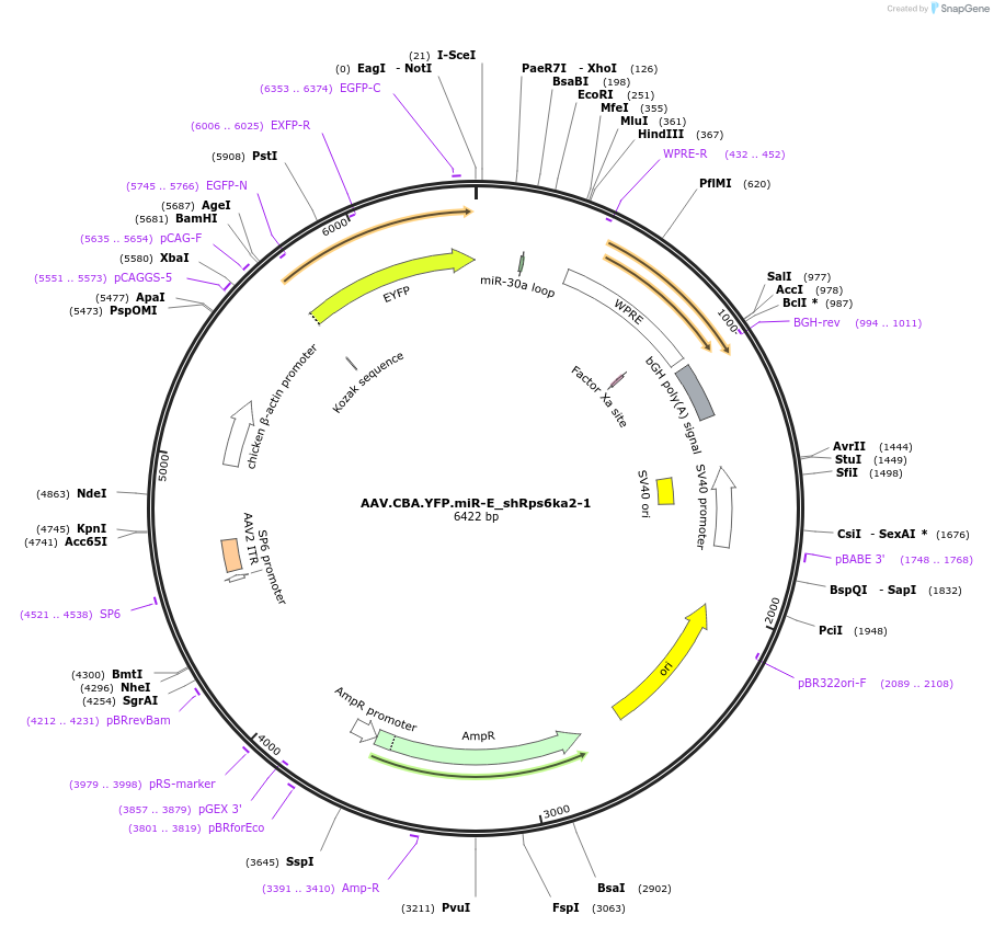 180388-plasmid-map-sequence-id-354141