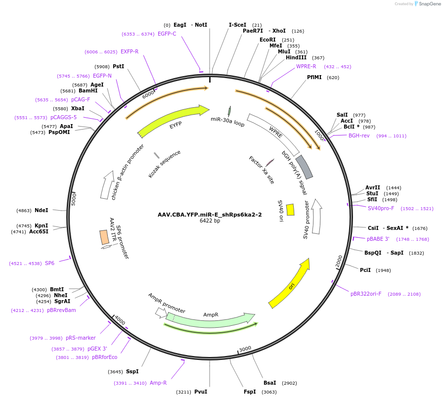 180389-plasmid-map-sequence-id-354142
