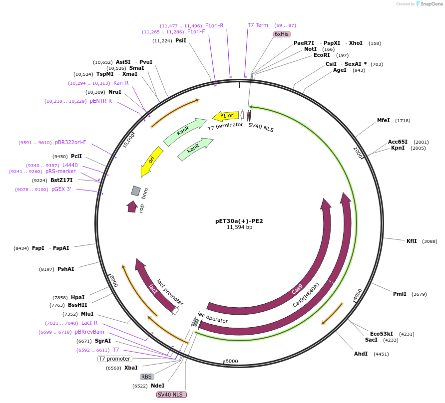 180015-plasmid-map-sequence-id-354242